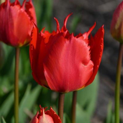 tulipa-robbedoes
