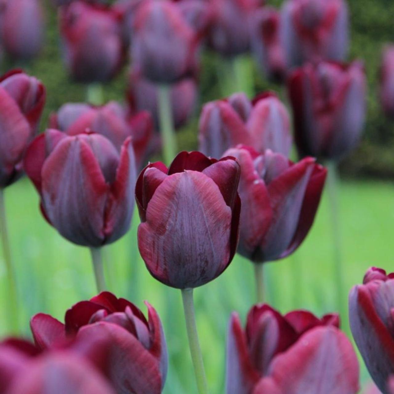 Tulipa 'Ronaldo' plant