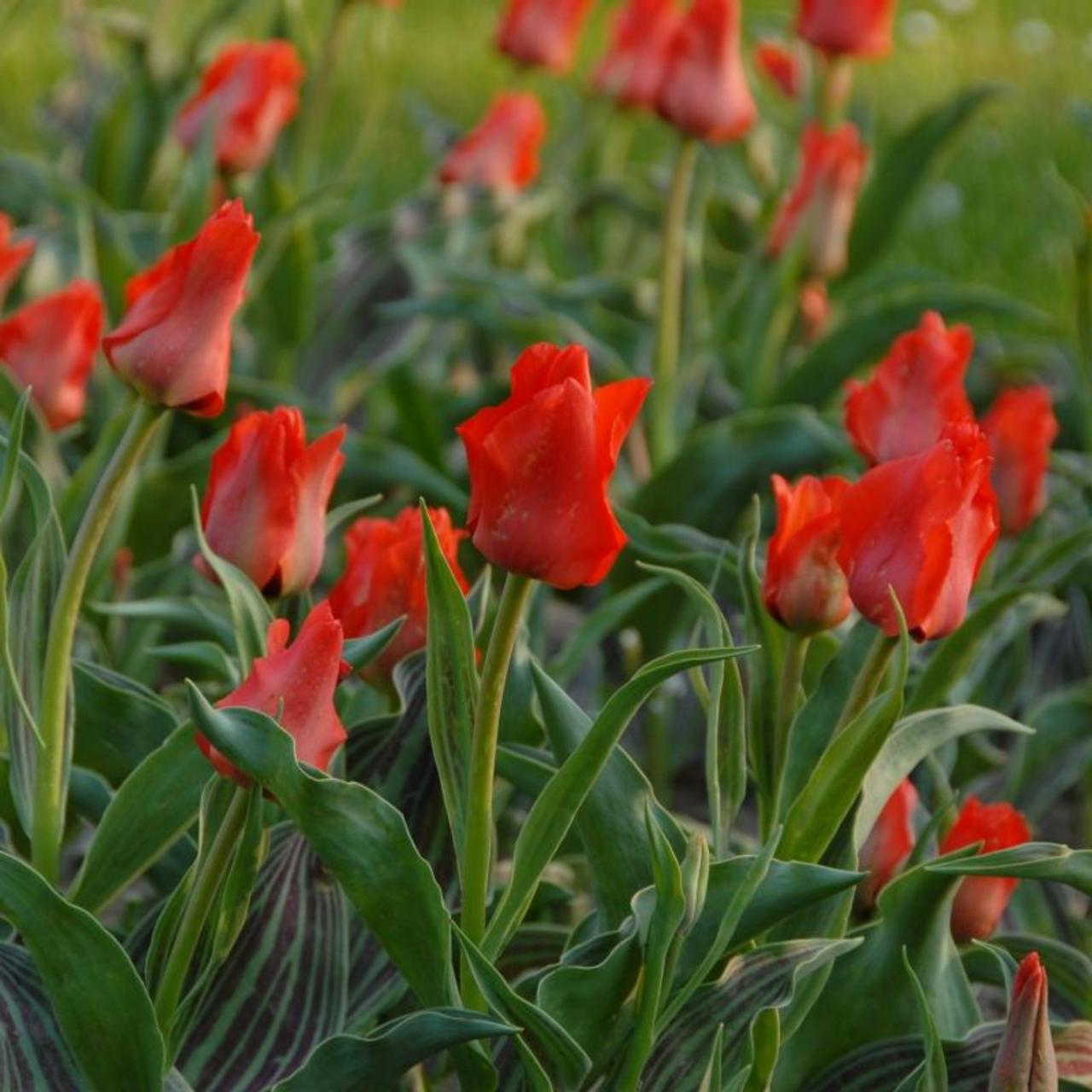 Tulipa 'Roodkapje' plant