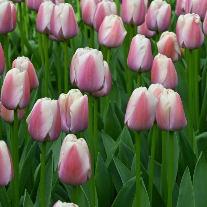 Tulipa 'Royal Pride' plant