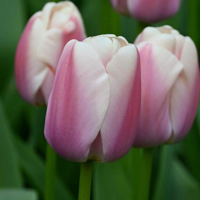 Tulipa 'Royal Pride' plant