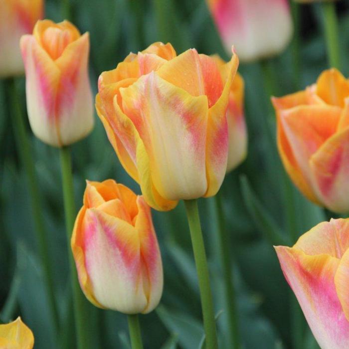 Tulipa 'Salmon Dynasty' plant