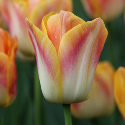 tulipa-salmon-dynasty