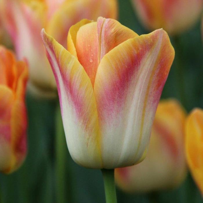 Tulipa 'Salmon Dynasty' plant