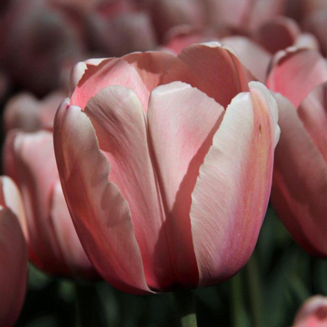 Tulipa 'Salmon Impression' plant