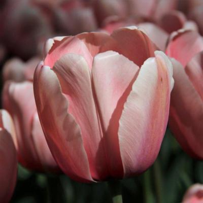 tulipa-salmon-impression