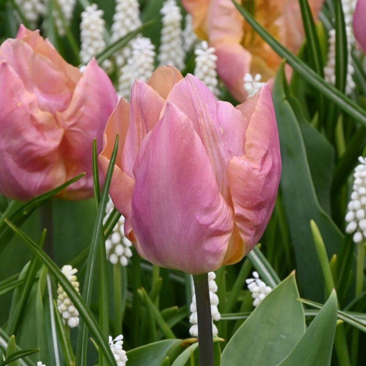 Tulipa 'Salmon Prince' plant