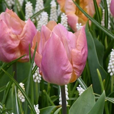 tulipa-salmon-prince