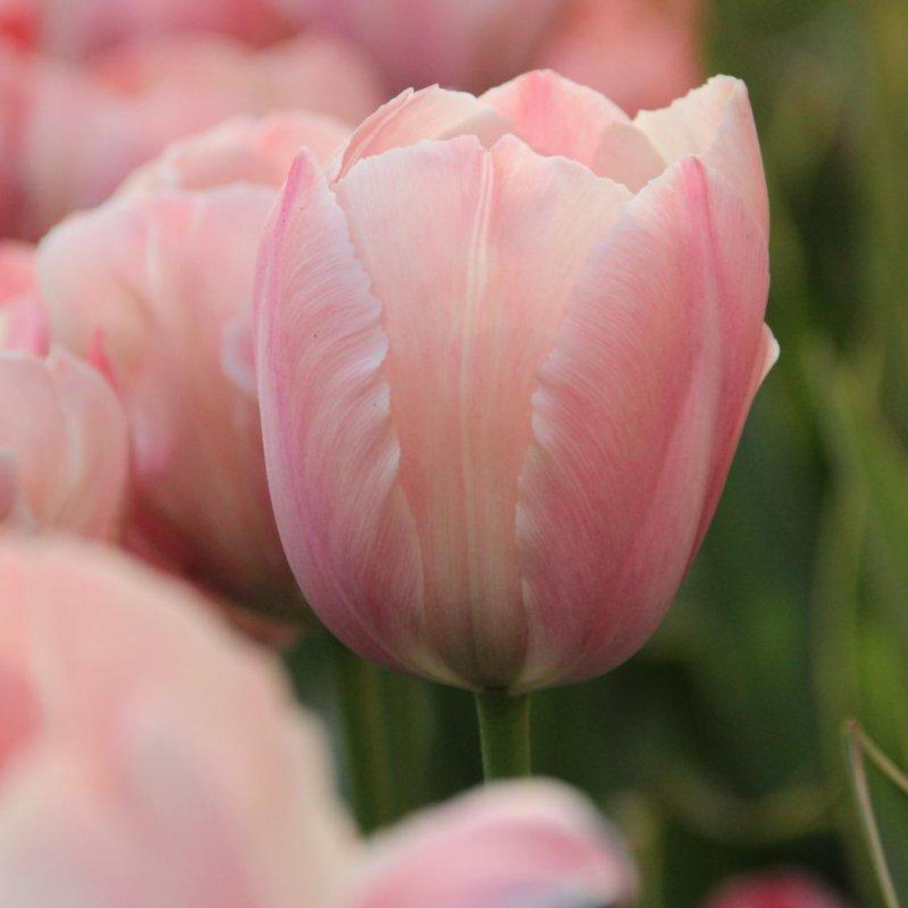 Tulipa 'Salmon van Eijk' plant