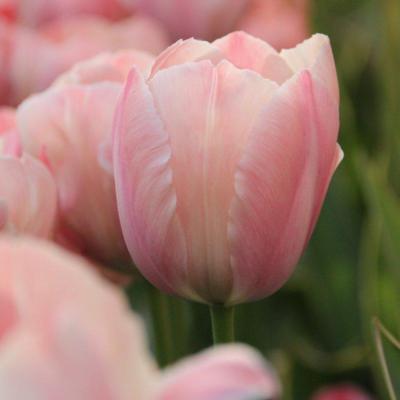 tulipa-salmon-van-eijk