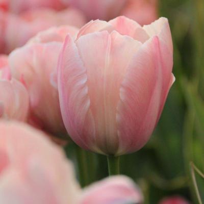 tulipa-salmon-van-eijk