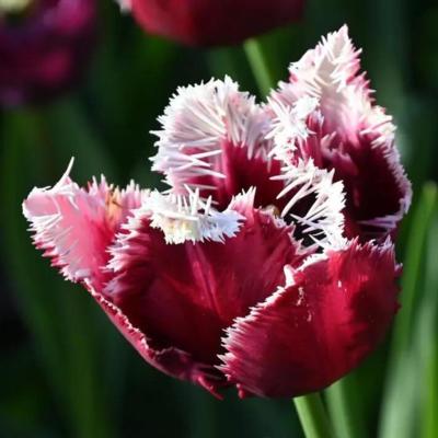 tulipa-san-pablo