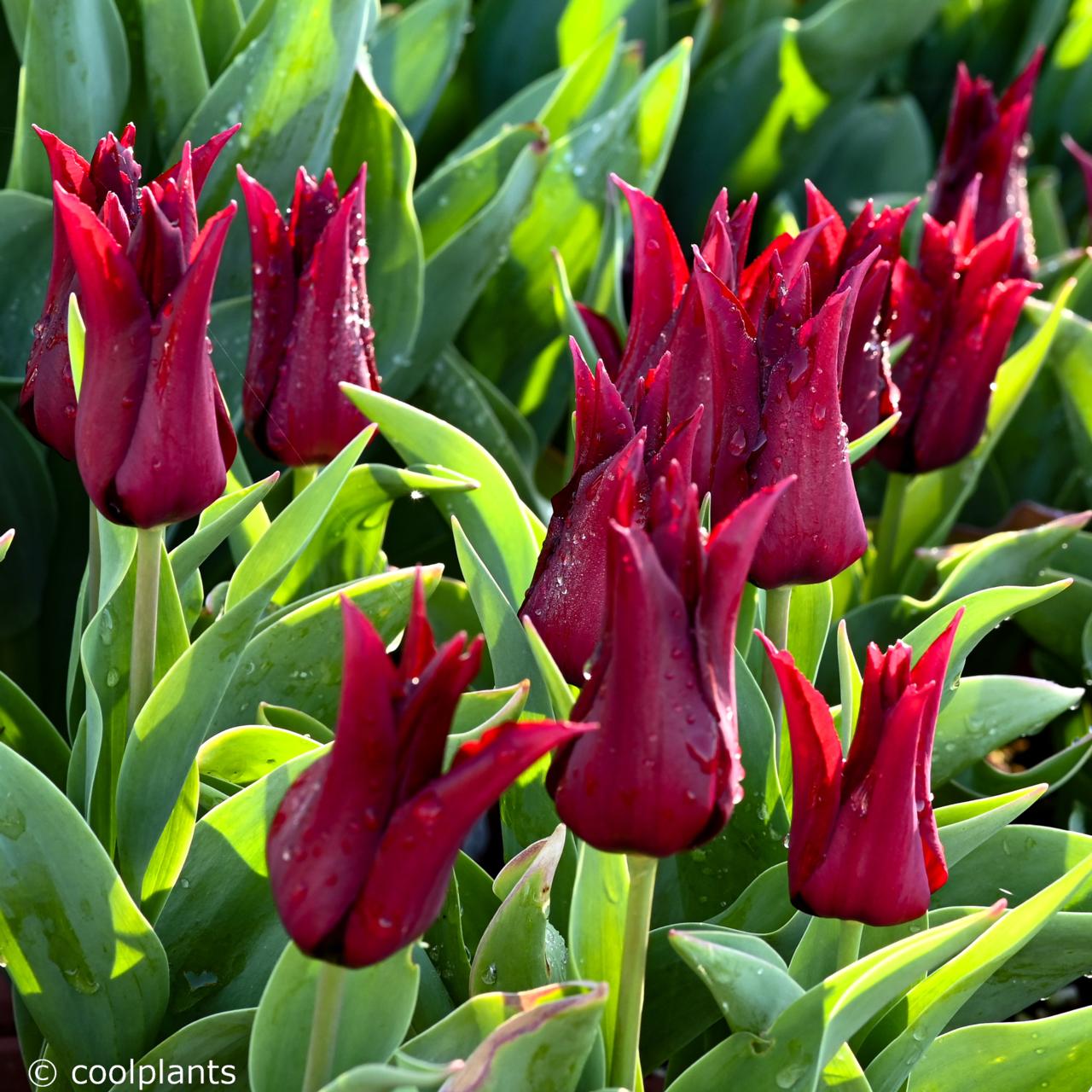 Tulipa 'Sarah Raven' plant