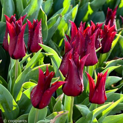 tulipa-sarah-raven