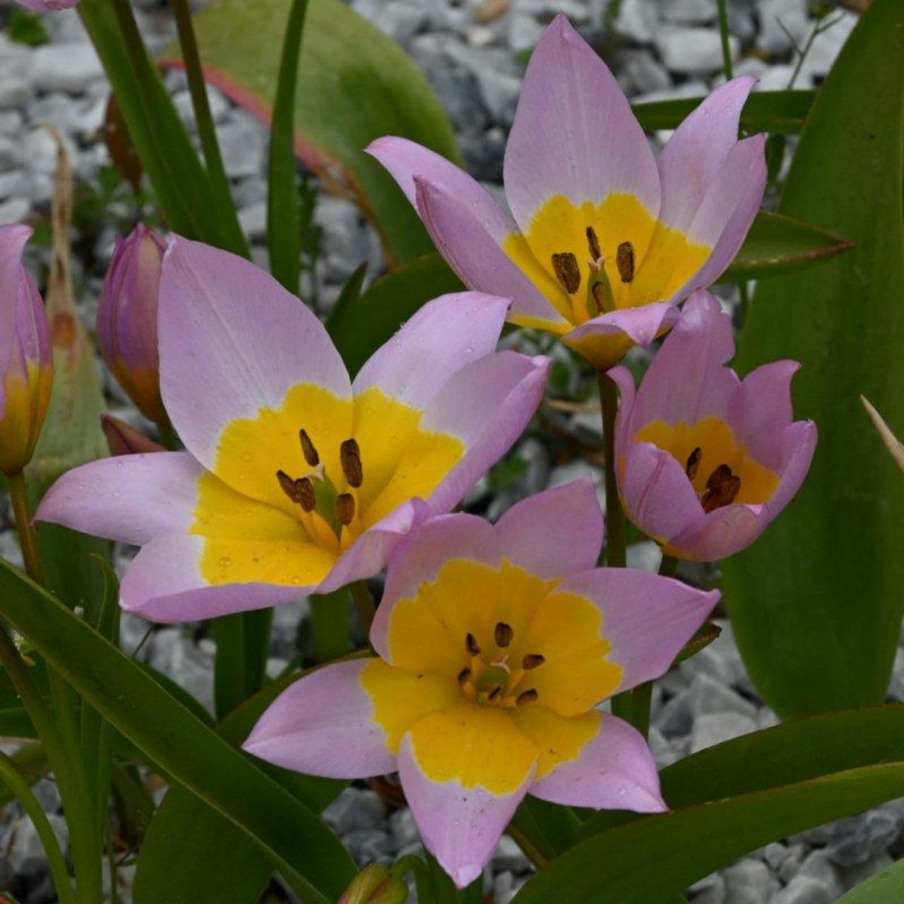 Tulipa saxatilis plant