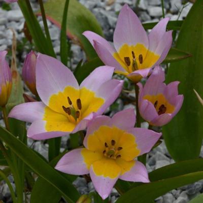 tulipa-saxatilis
