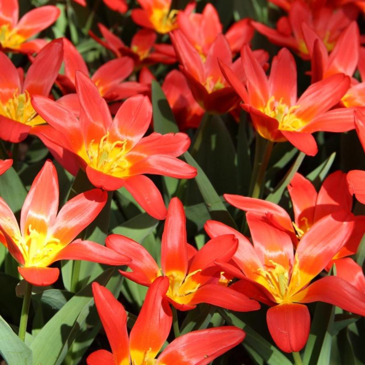 Tulipa 'Scarlet Baby' plant