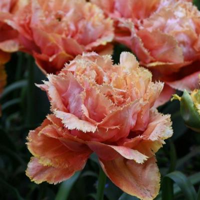 tulipa-sensual-touch