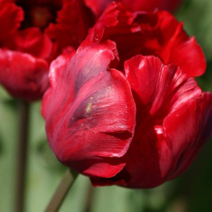 Tulipa 'Shining Parrot' plant