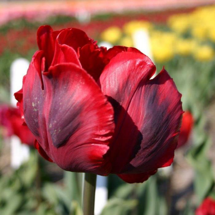 Tulipa 'Shining Parrot' plant