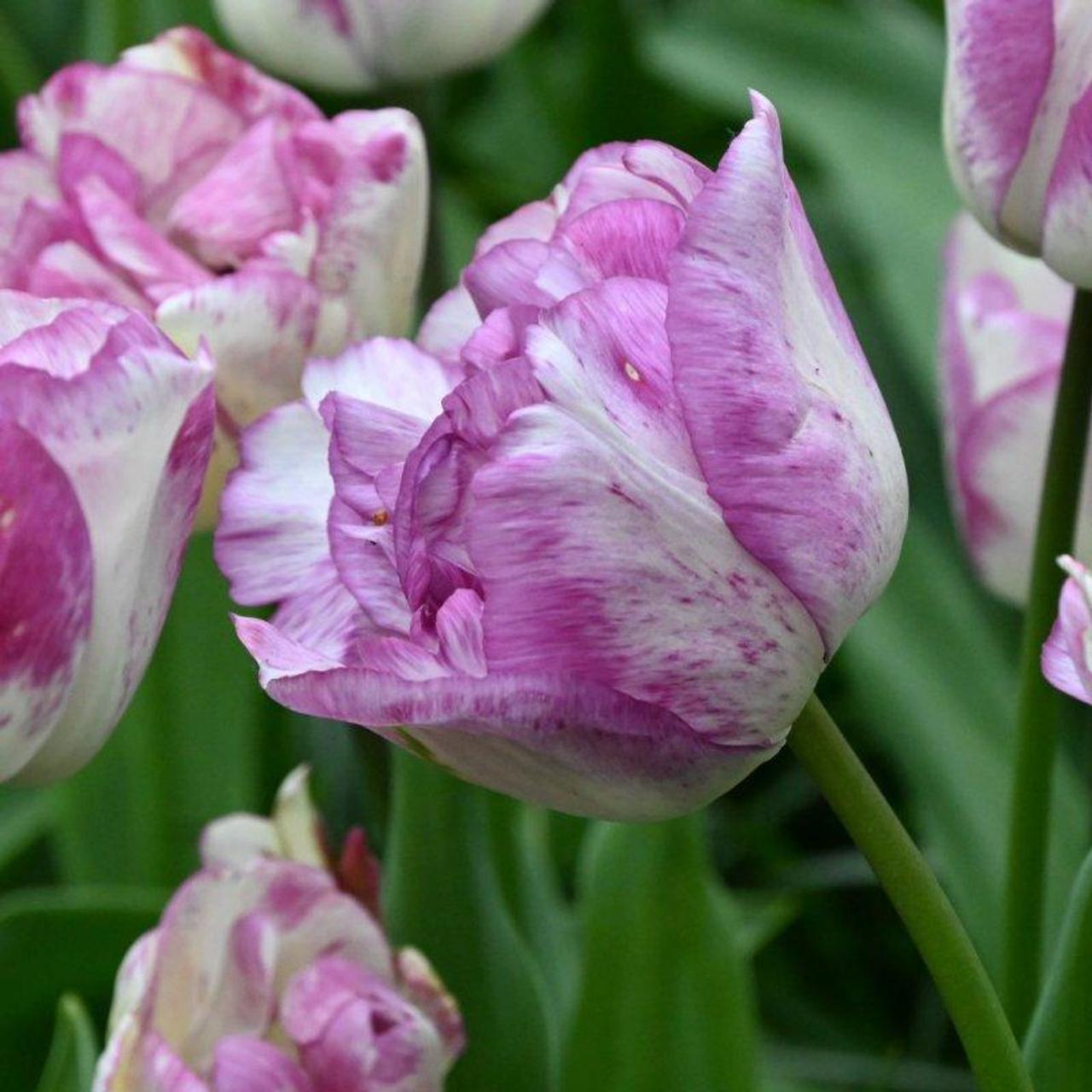 Tulipa 'Shirley Double' plant