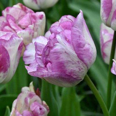 tulipa-shirley-double