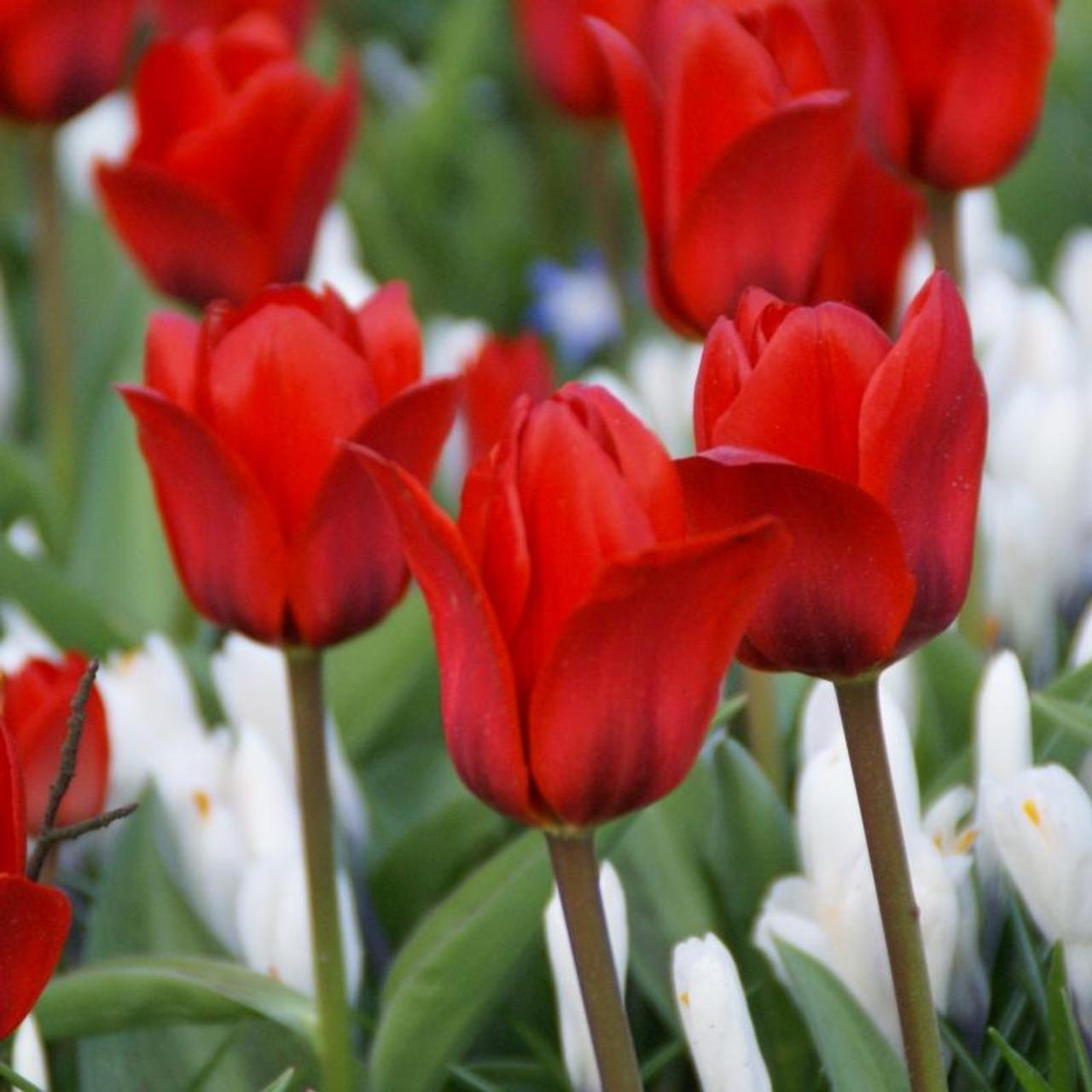 Tulipa 'Showwinner' plant