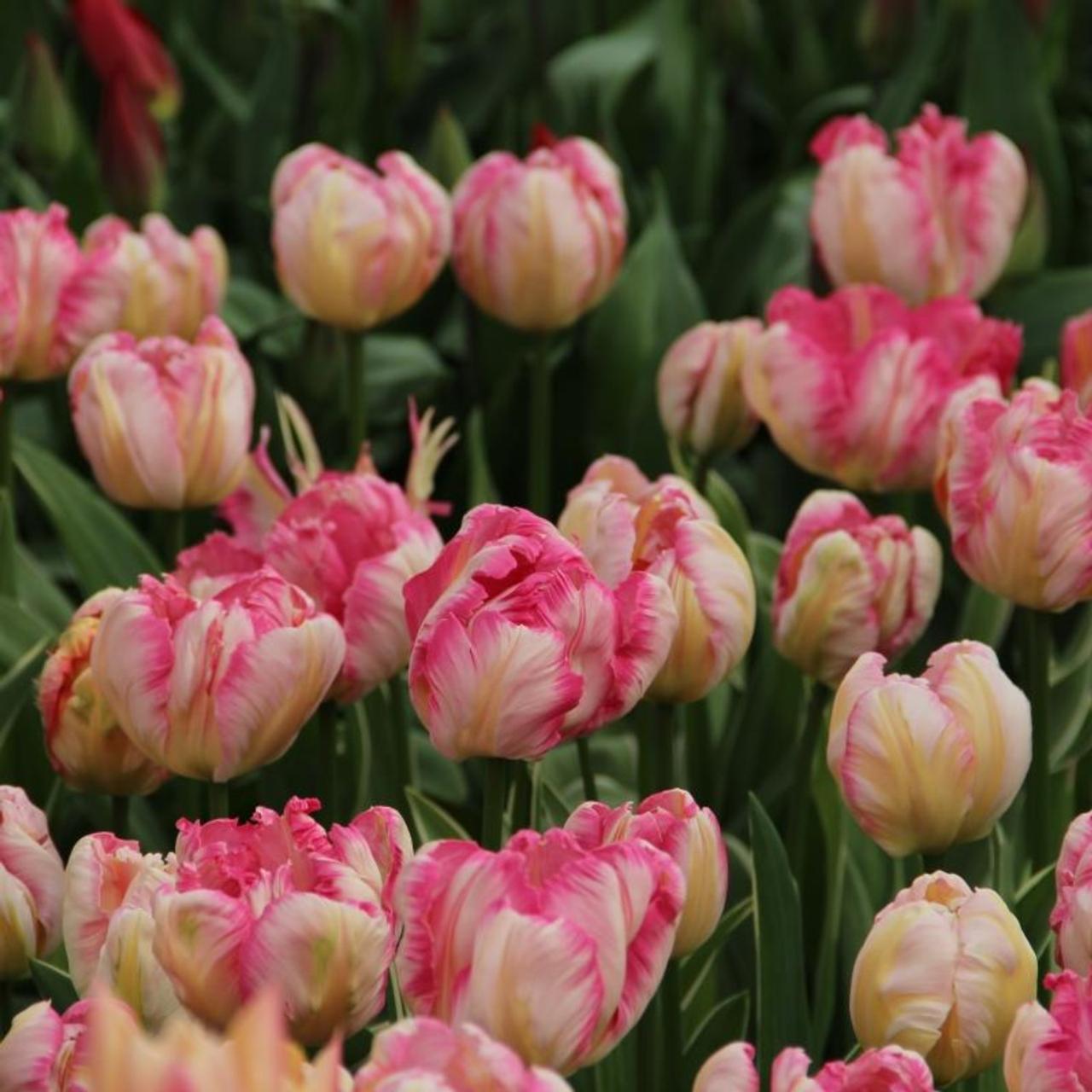 Tulipa 'Silver Parrot' plant