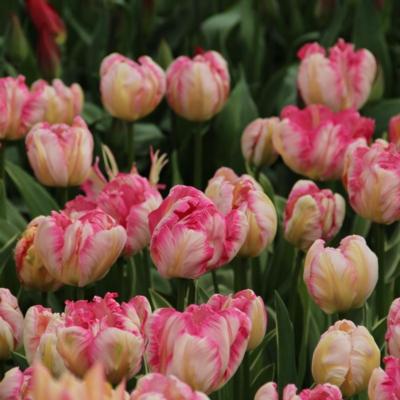 tulipa-silver-parrot