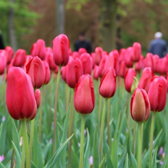 Tulipa 'Sky High Scarlet' plant