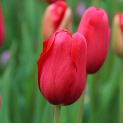 tulipa-sky-high-scarlet