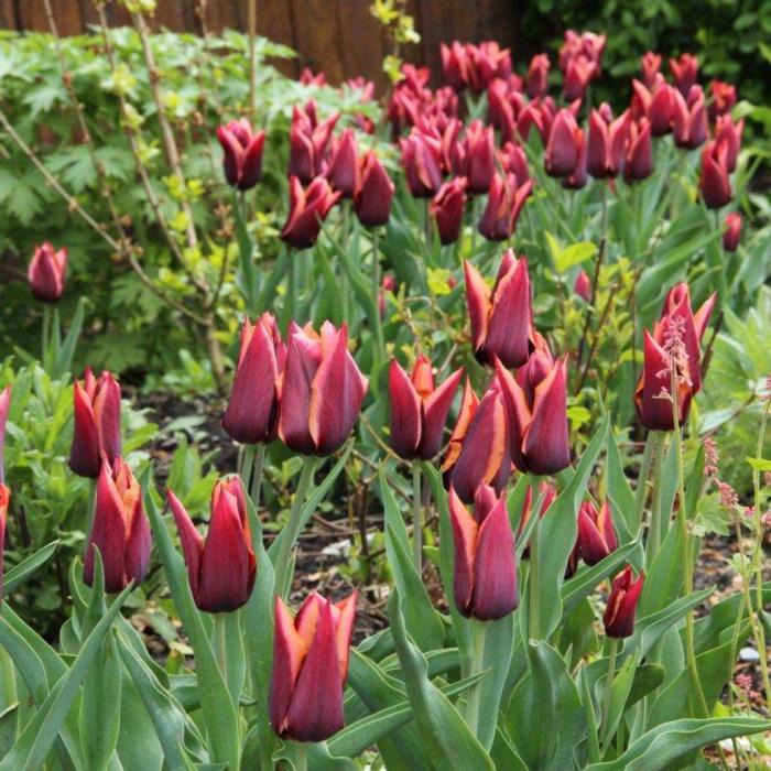 Tulipa 'Slawa' plant