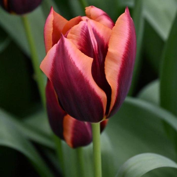 Tulipa 'Slawa' plant