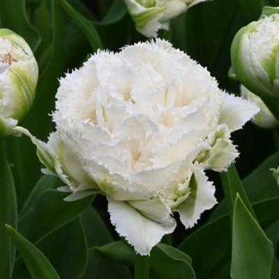 tulipa-snow-crystal