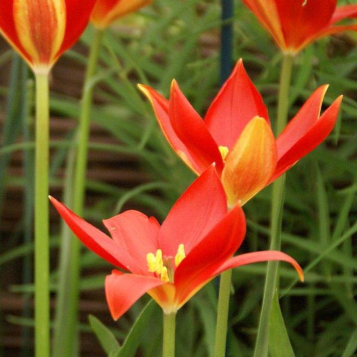 Tulipa sprengeri plant