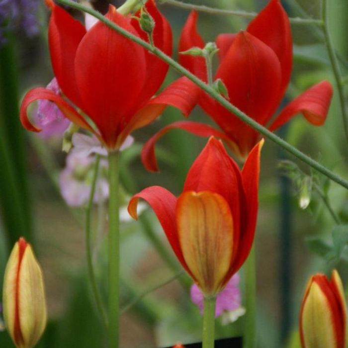 Tulipa sprengeri plant