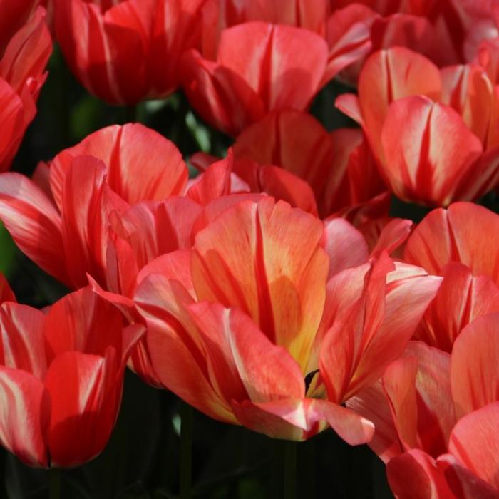 Tulipa 'Spryng Break' plant