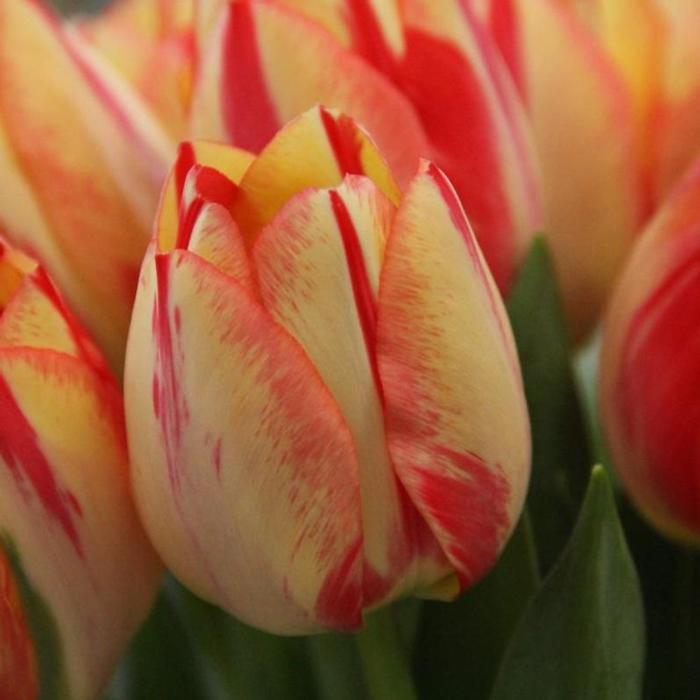 Tulipa 'Spryng Break' plant