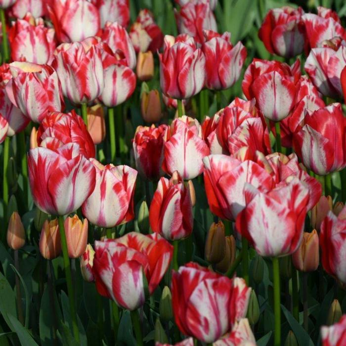 Tulipa 'Spryng Rembrandt' plant