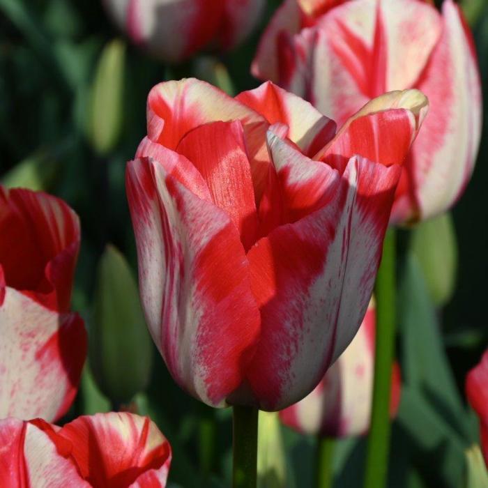 Tulipa 'Spryng Rembrandt' plant