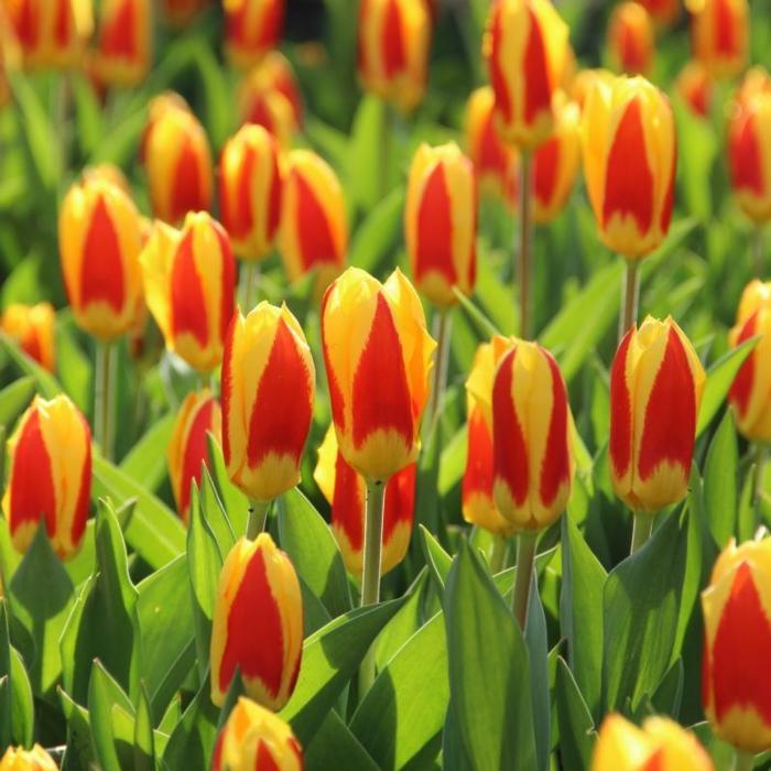 Tulipa 'Stresa' plant