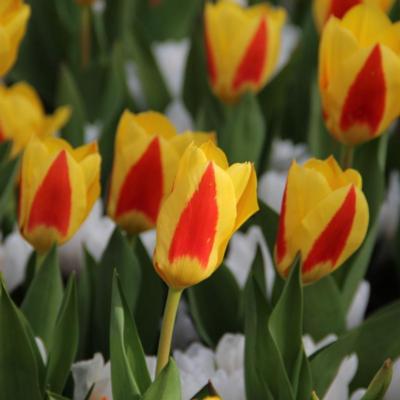 tulipa-stresa