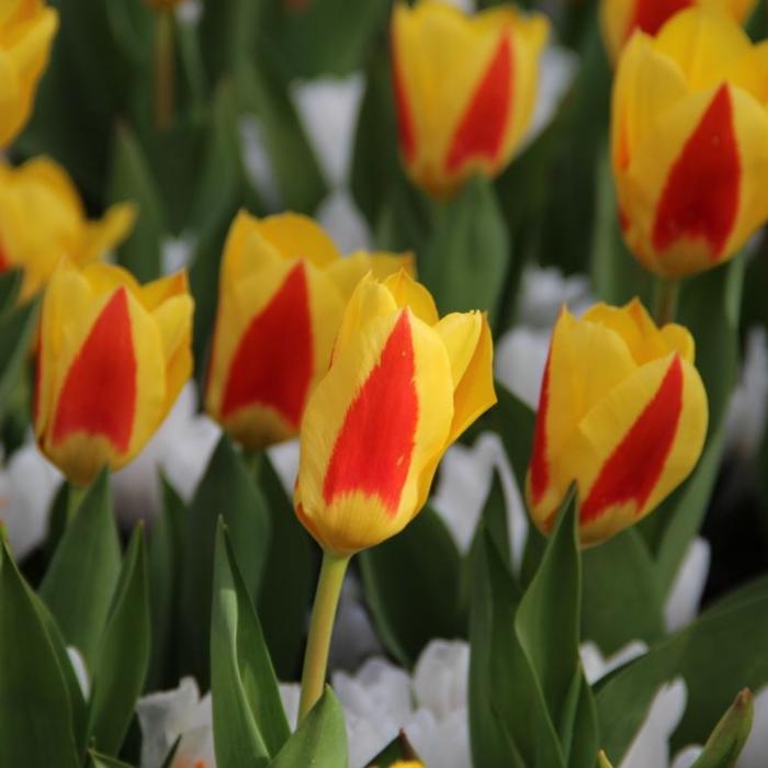 Tulipa 'Stresa' plant