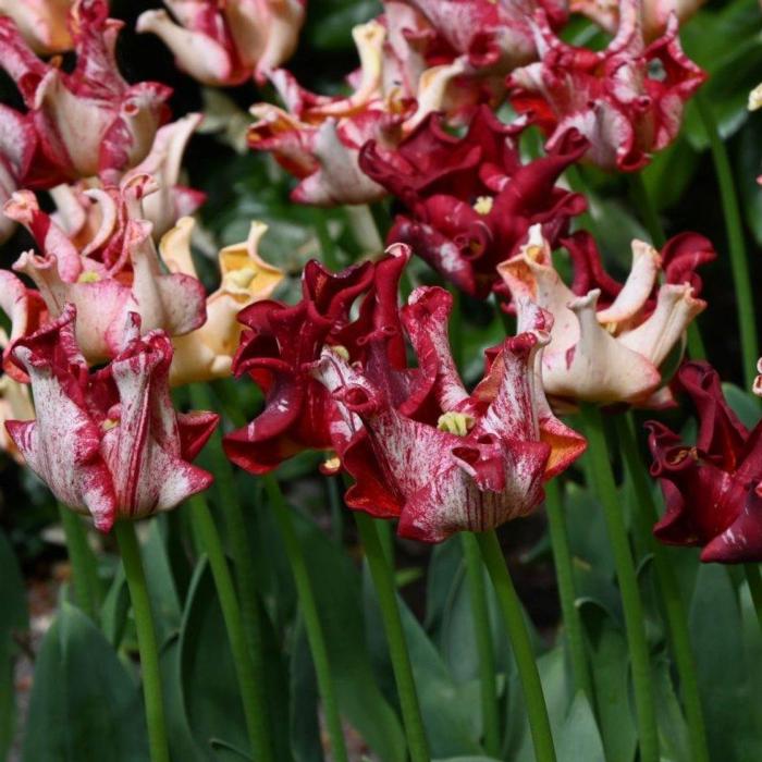 Tulipa 'Striped Crown' plant