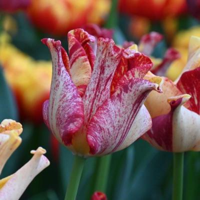 tulipa-striped-crown