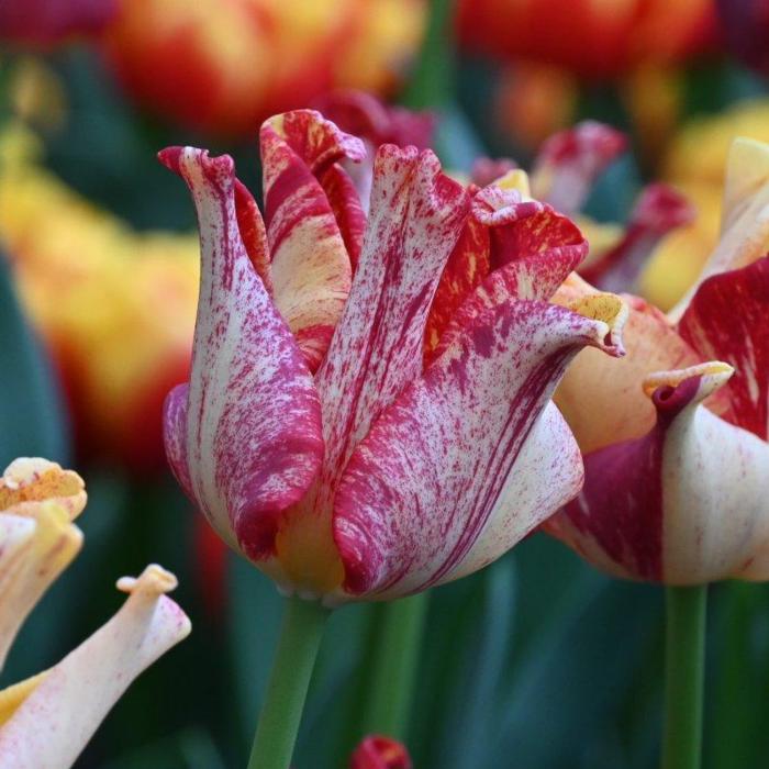 Tulipa 'Striped Crown' plant