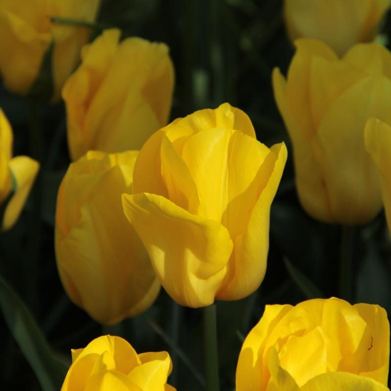 Tulipa 'Strong Gold' plant