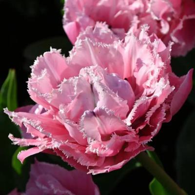 tulipa-sugar-crystal