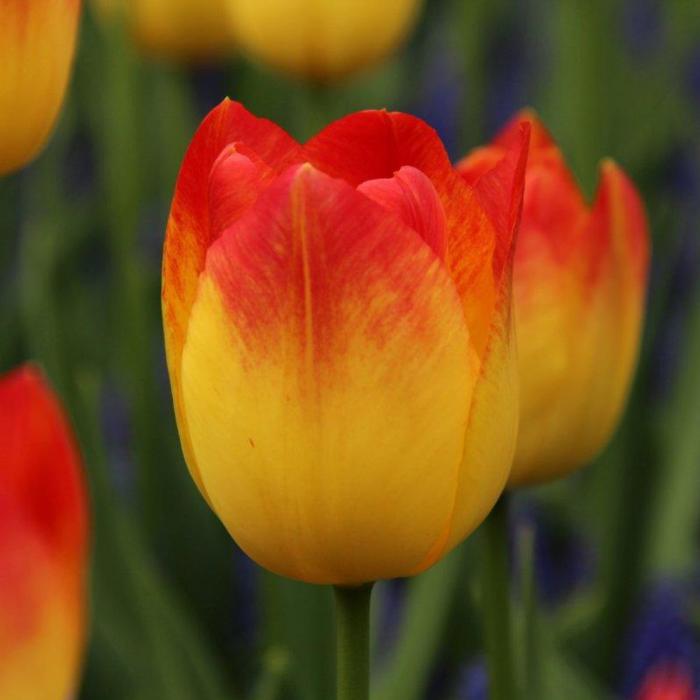 Tulipa 'Suncatcher' plant