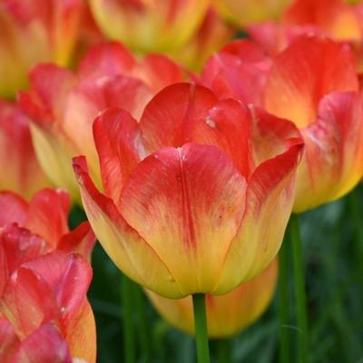 tulipa-suncatcher